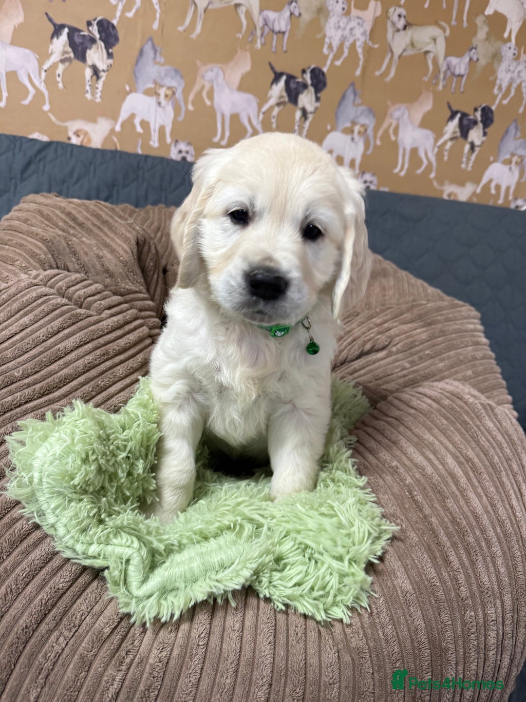 Golden Retriever dogs for sale: Kc registered DNA clear Golden Retriever Puppies - Advert 25