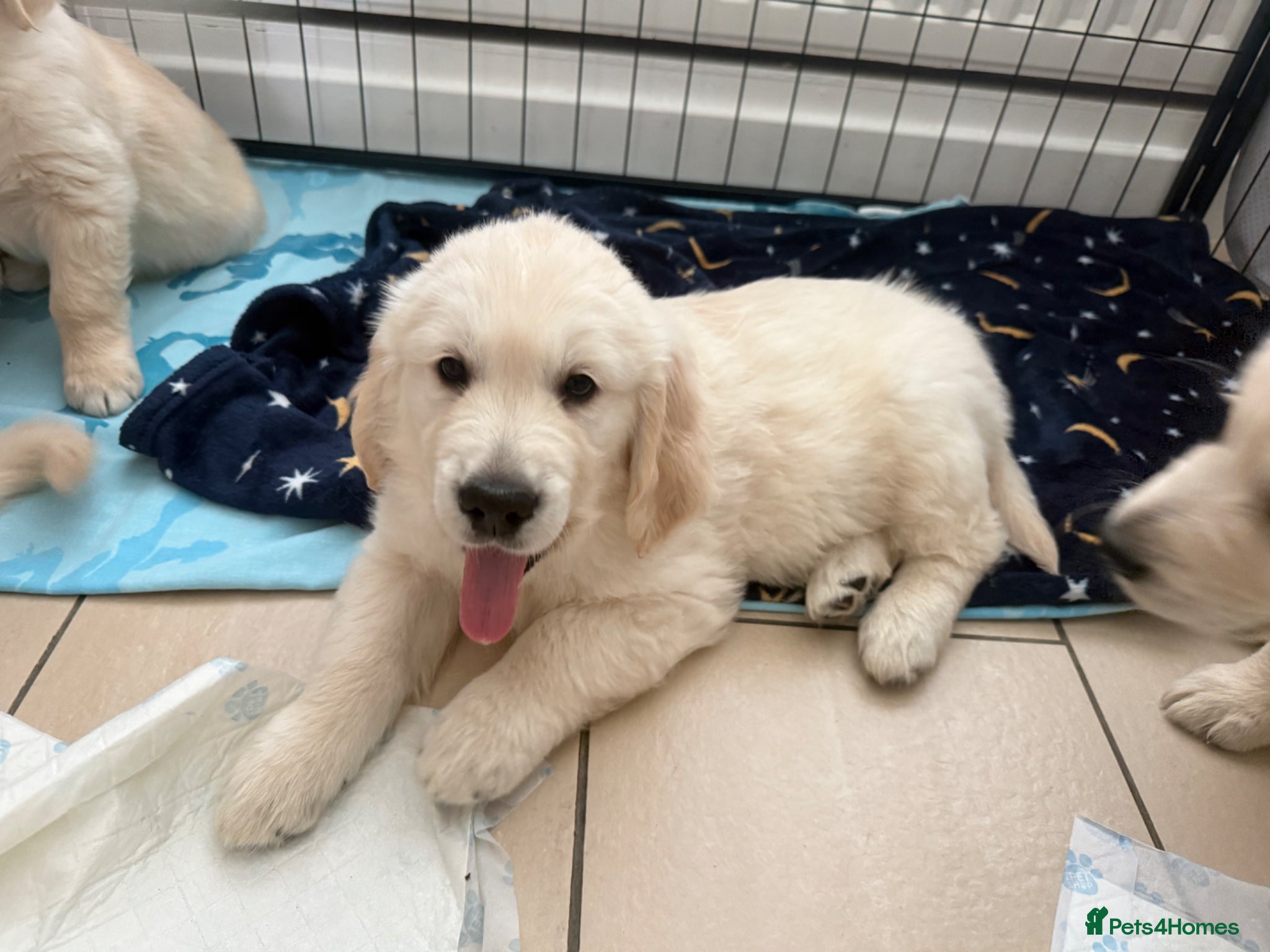 Golden Retriever dogs READY THIS WEEKEND Golden retriever puppies - Advert 3