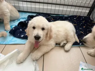 Golden Retriever dogs READY THIS WEEKEND Golden retriever puppies - Advert 7