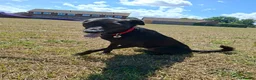 Italian Greyhound dogs for adoption: Olive - north Walsham Norfolk  in North Walsham - Advert 13