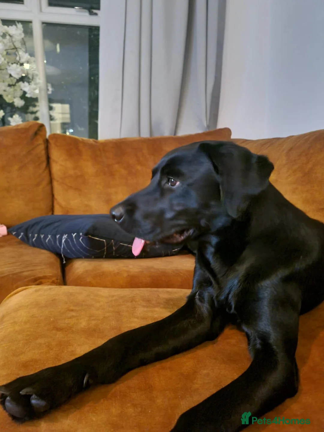 Labrador Retriever dogs for sale: Adorable Black Lab in Whitchurch - Advert 6