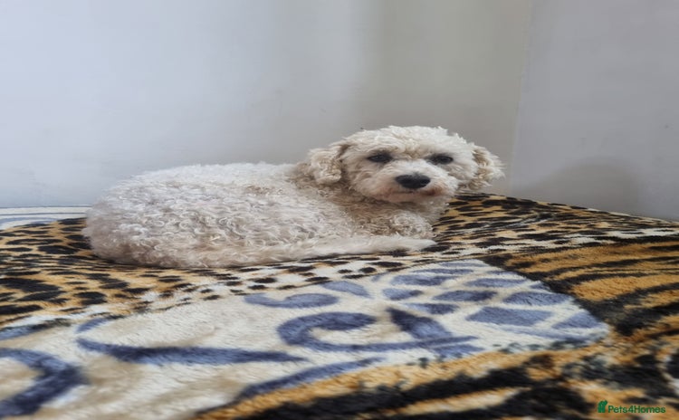 Poochon dogs - Advert 2