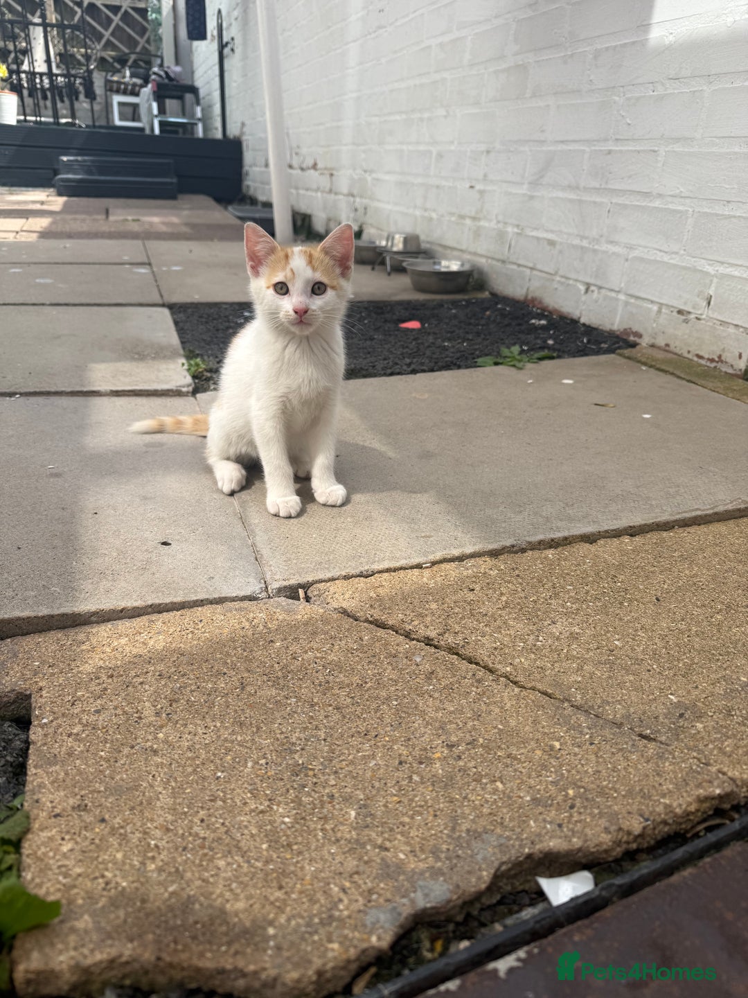 Mixed Breed cats for sale: Kittens - Image 4