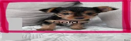 Yorkshire Terrier dogs for sale: Yorkshire terrier puppies  - Advert 4