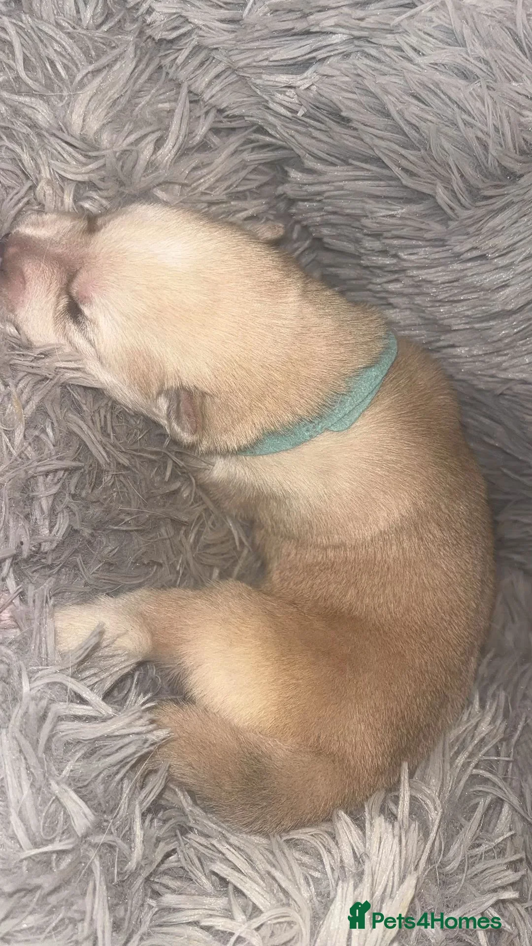 Siberian Husky dogs for sale: ​Beautiful Siberian Husky Pups Born Eclipse Night in Gloucester - Advert 11