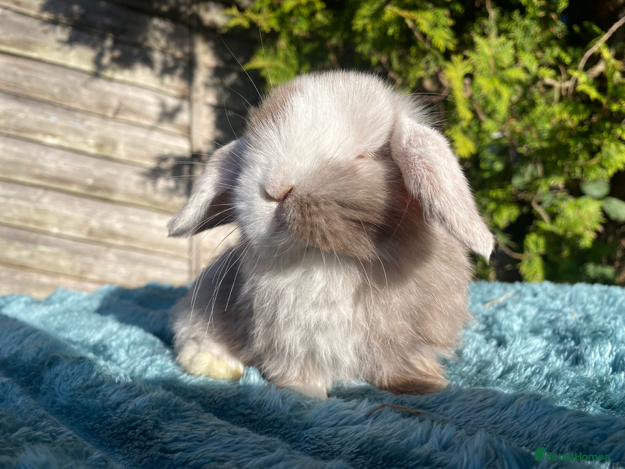 Mini Lop rabbits Mini lops - Advert 21