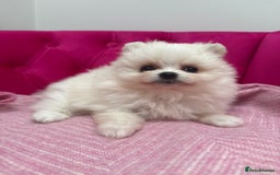Pomeranian dogs for sale: READY 2nd August KC White Teddy Bear Poms - Image 16