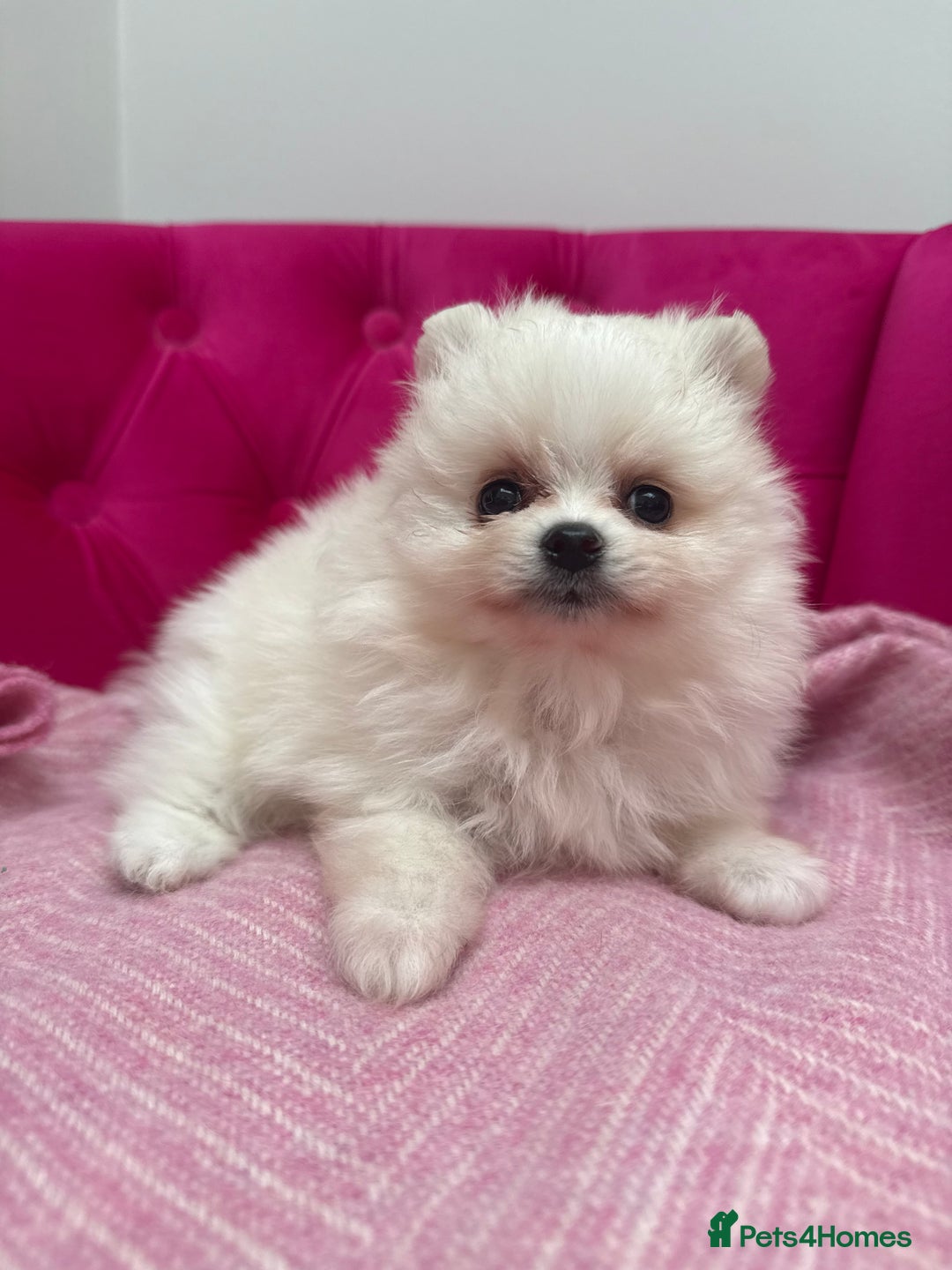 Pomeranian dogs for sale: READY 2nd August KC White Teddy Bear Poms - Image 16