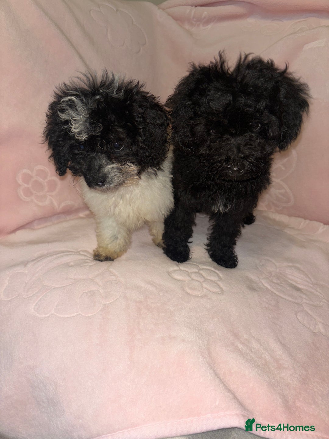 Cavapoo dogs for sale: Cavapoo puppies for sale  - Advert 6