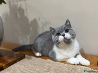 British Shorthair cats Full Pedigree Registered BSH - Advert 12