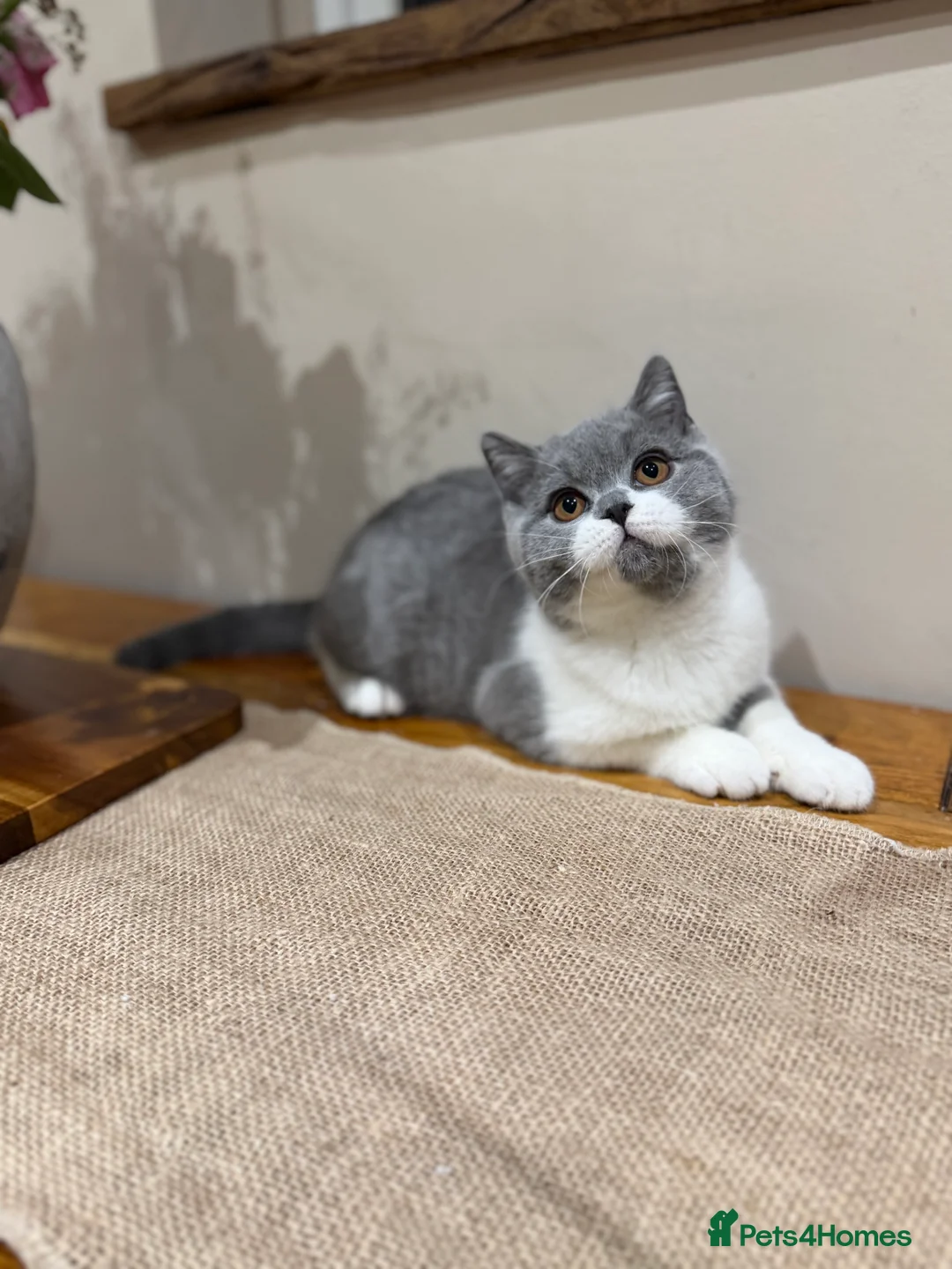 British Shorthair cats for sale: Full Pedigree Registered BSH  - Advert 1