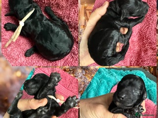 Cockapoo dogs F1b Cockapoo puppies 1 boy remaining - Advert 18