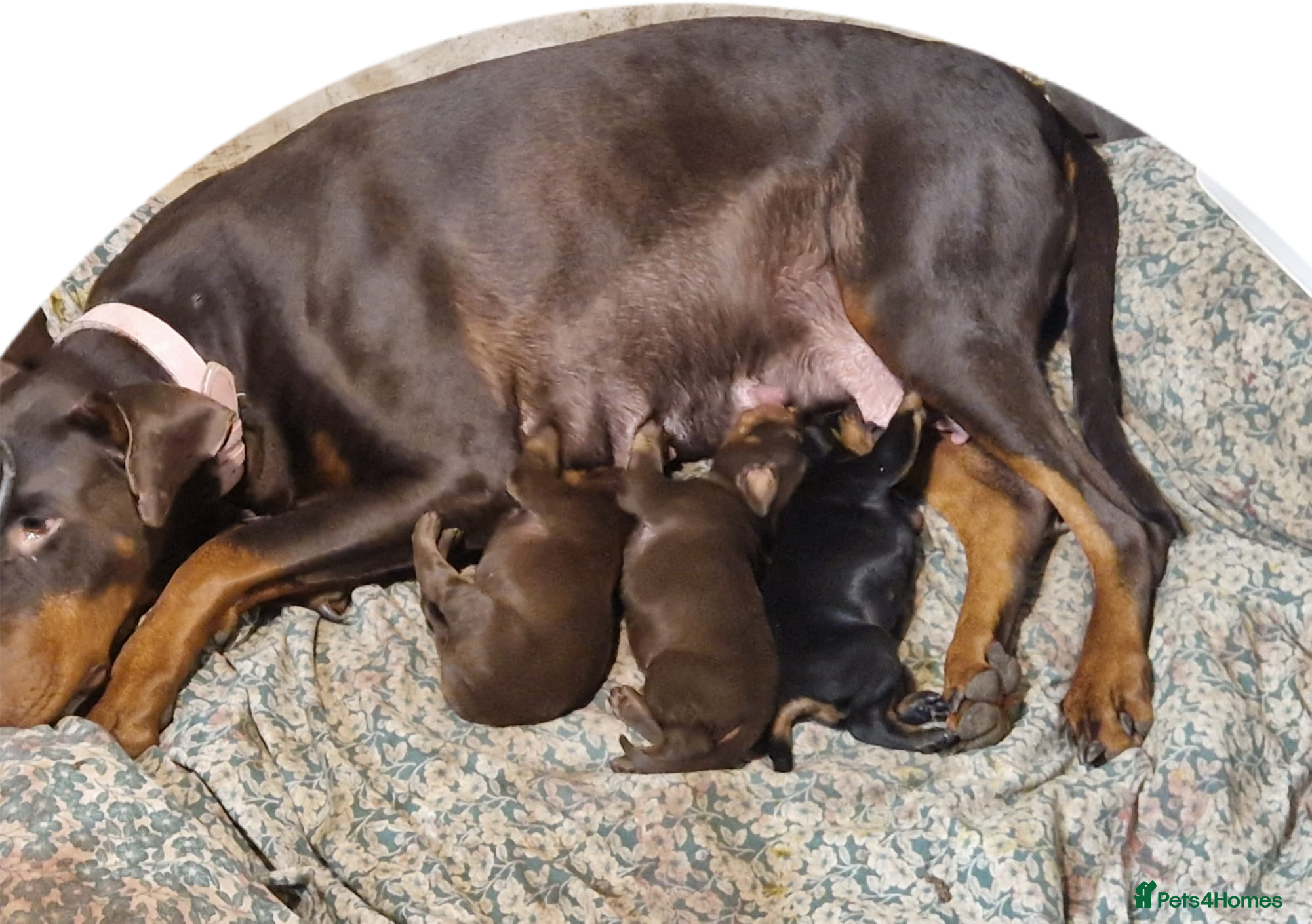 Dobermann dogs Doberman pups - Advert 1