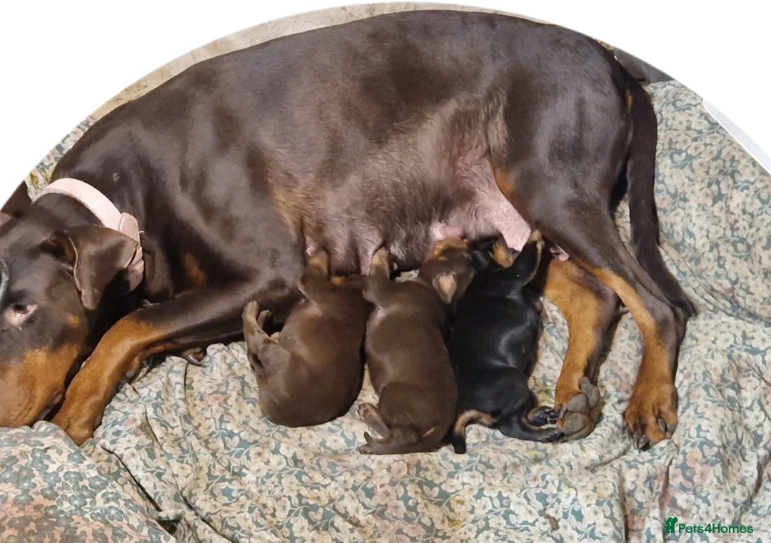 Dobermann dogs for sale: Doberman pups - Advert 1