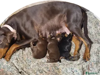 Dobermann dogs Doberman pups - Advert 5