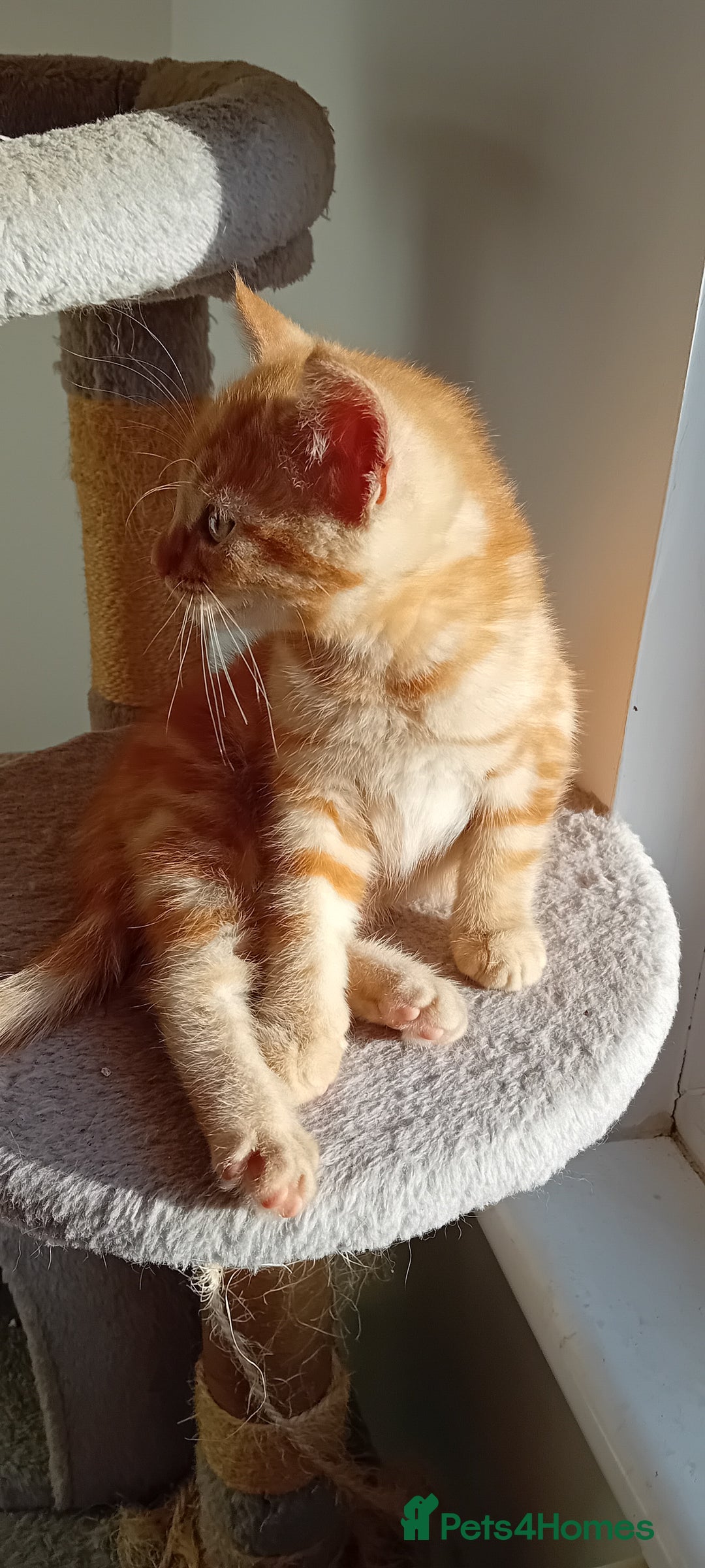 Mixed Breed cats for sale: Ginger kitten! - Advert 4