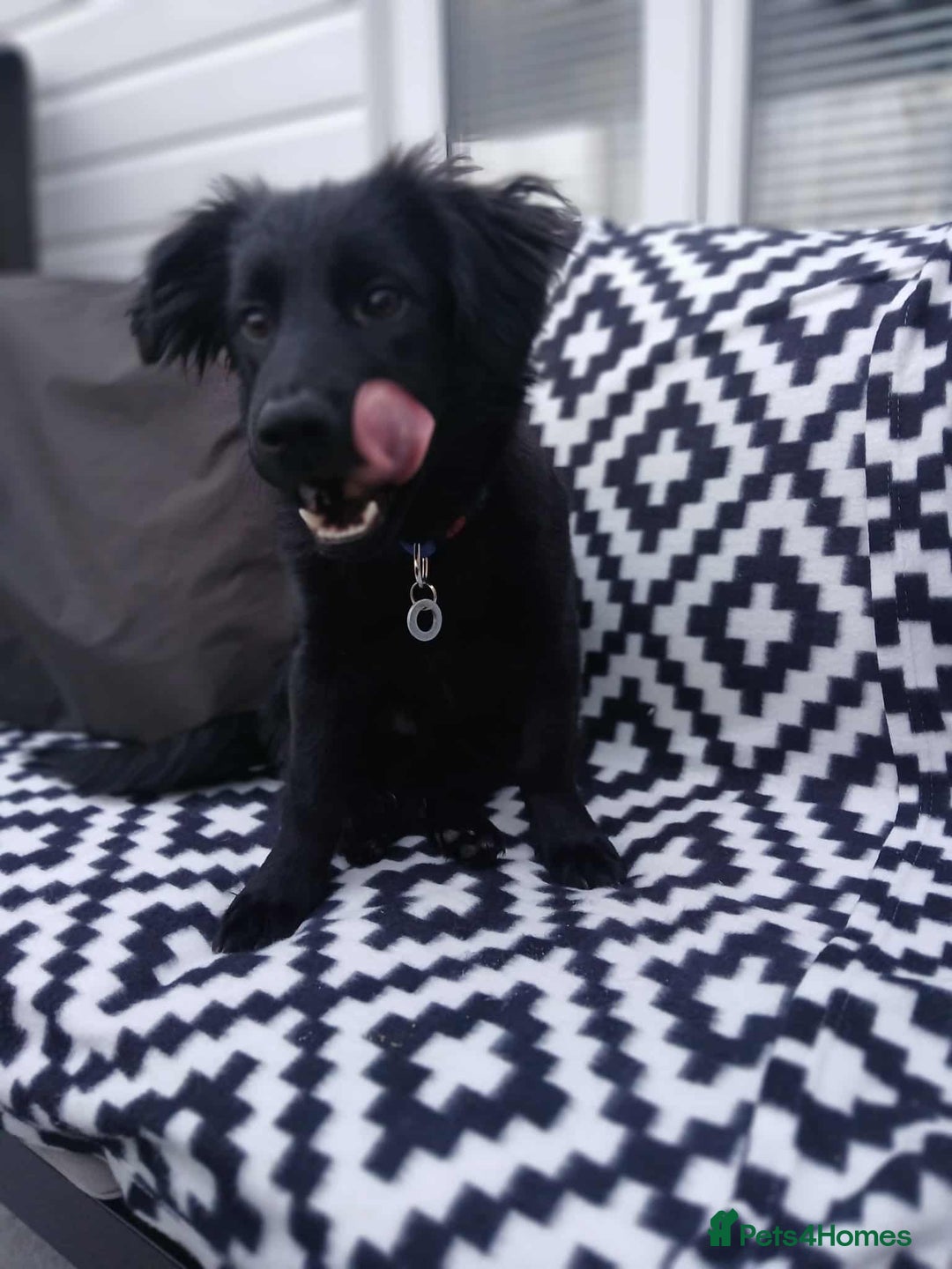 Mixed Breed dogs for adoption: Morgan - Ipswich Suffolk  - Advert 4