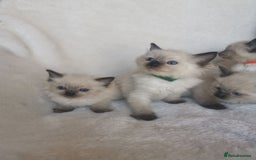 Ragdoll cats for sale: Health tested beautiful ragdoll kittens  - Image 4