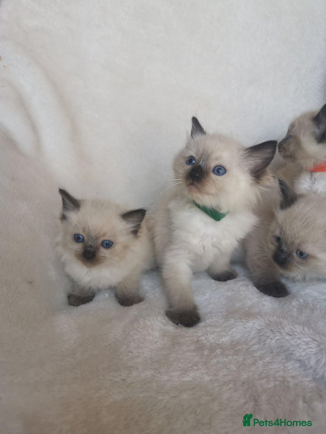 Ragdoll cats for sale: Health tested beautiful ragdoll kittens  - Image 4