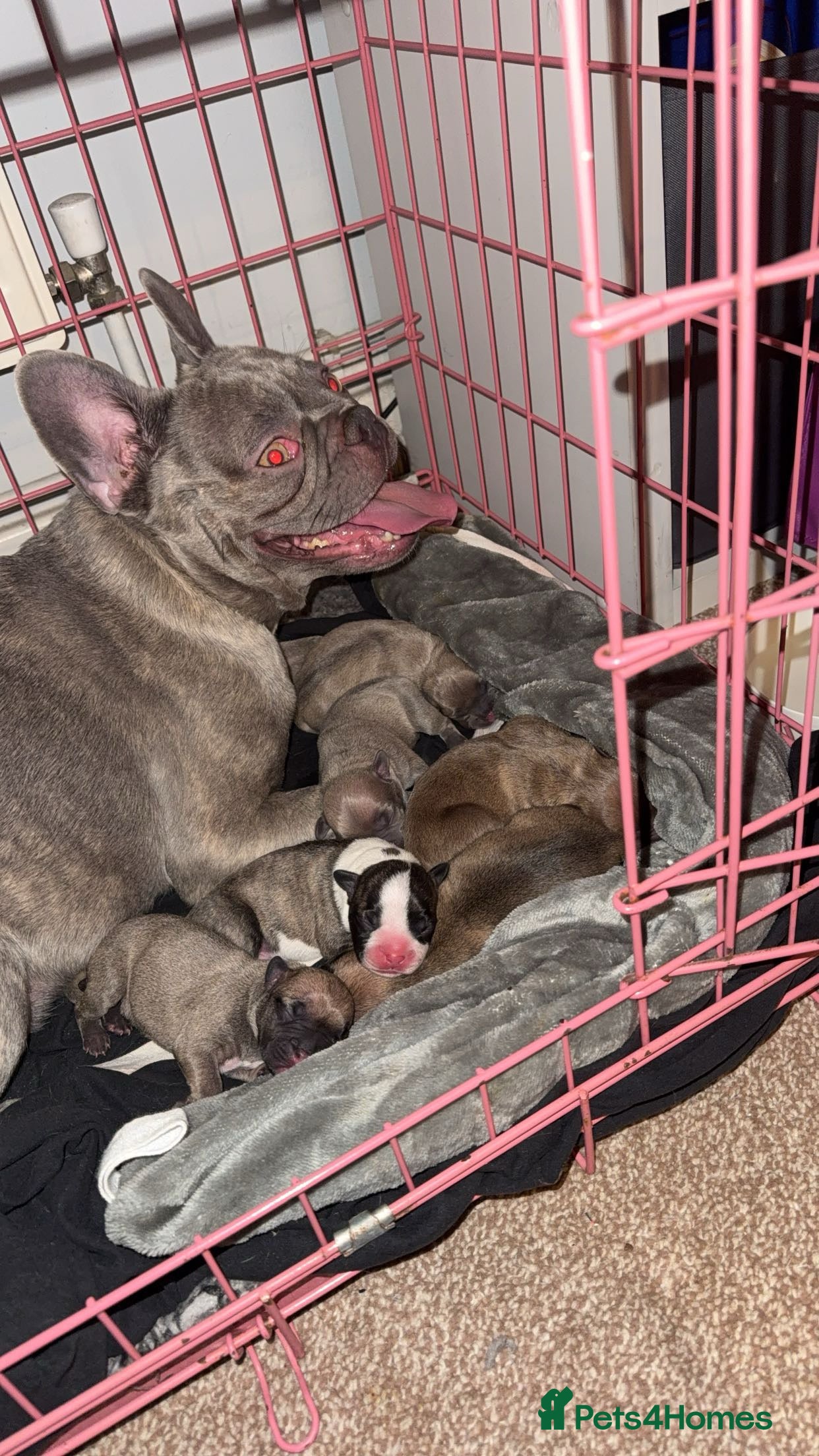 Mixed Breed dogs French bulldog / pocket bully puppies in Witham - Advert 1