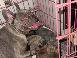 Mixed Breed dogs French bulldog / pocket bully puppies in Witham - Advert 1