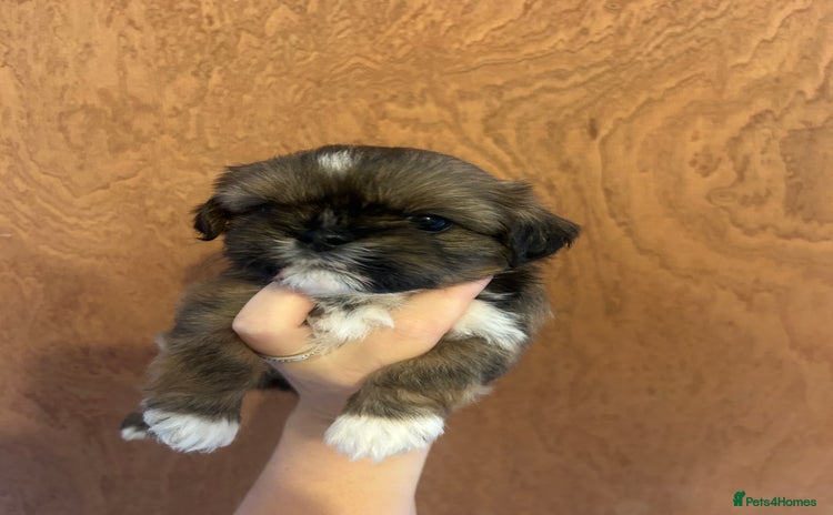 Shih Tzu dogs - Advert 1