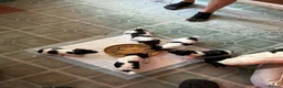 Jack Russell dogs for sale: Jack Russell puppies  - Advert 5