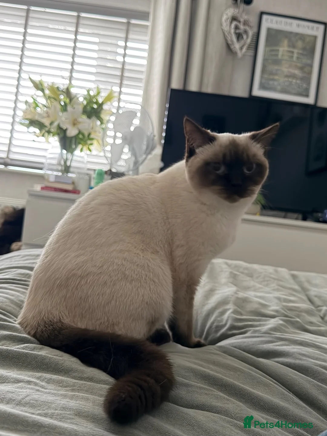 British Shorthair cats for sale: Beautiful chocolate colourpoint girl - Advert 2