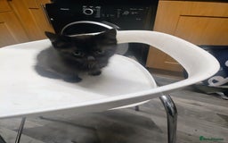 Bombay cats for sale: Playful and lovely  - Image 4