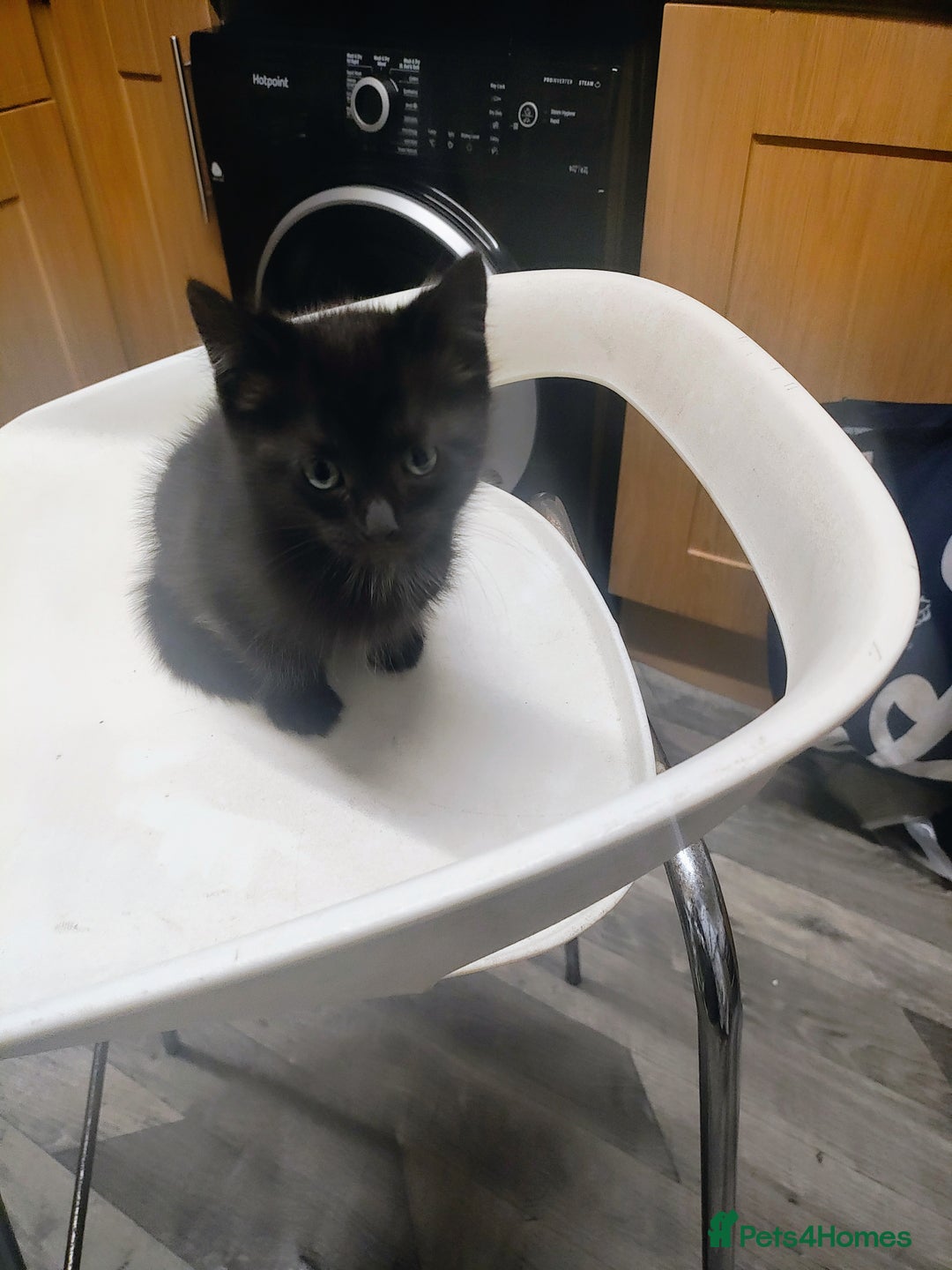 Bombay cats for sale: Playful and lovely  - Image 4