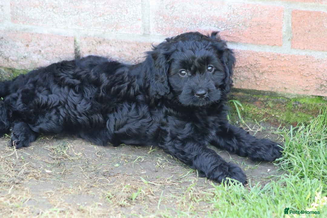 Cavapoo dogs for sale: Beautiful F1 Cavapoo puppies for sale - Image 10