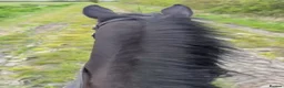 Irish Thoroughbred horses for sale: King 15.3hh aged 15 - Advert 3