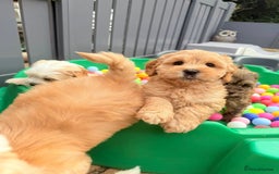 Australian Labradoodle dogs for sale: WALA Reg Apricot Australian Labradoodle Ready Now! - Image 5