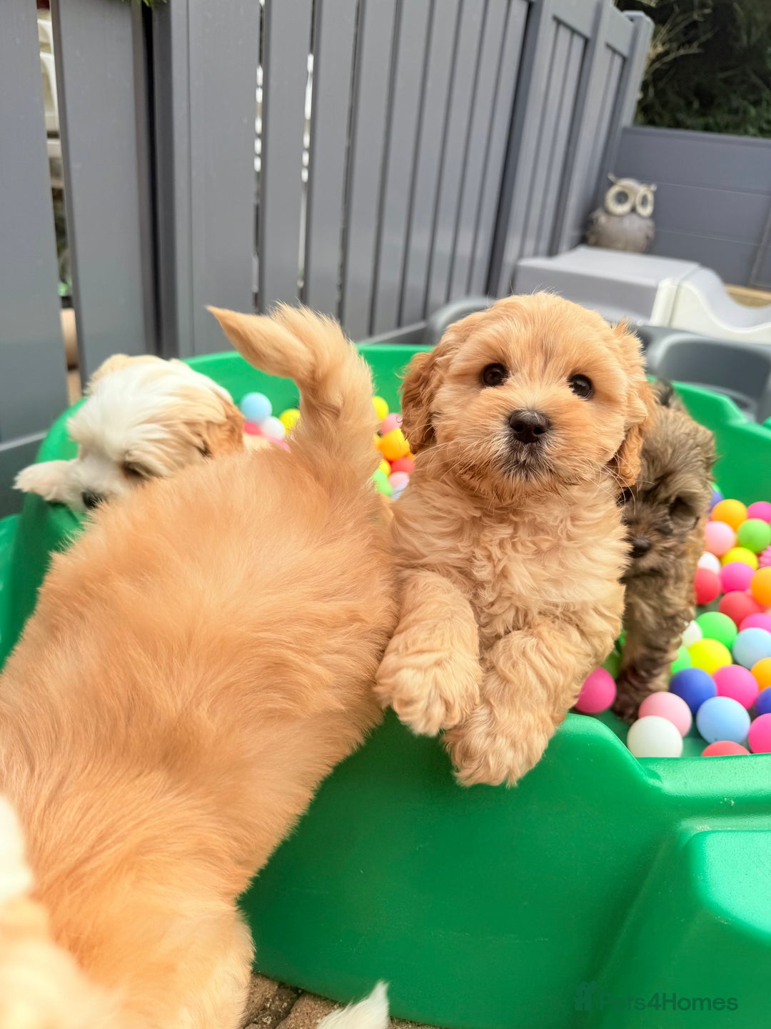Australian Labradoodle dogs for sale: WALA Reg Apricot Australian Labradoodle Ready Now! - Image 5