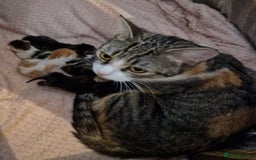 British Shorthair cats for sale: 3 Little Girl Kittens still Looking for new homes! - Image 9