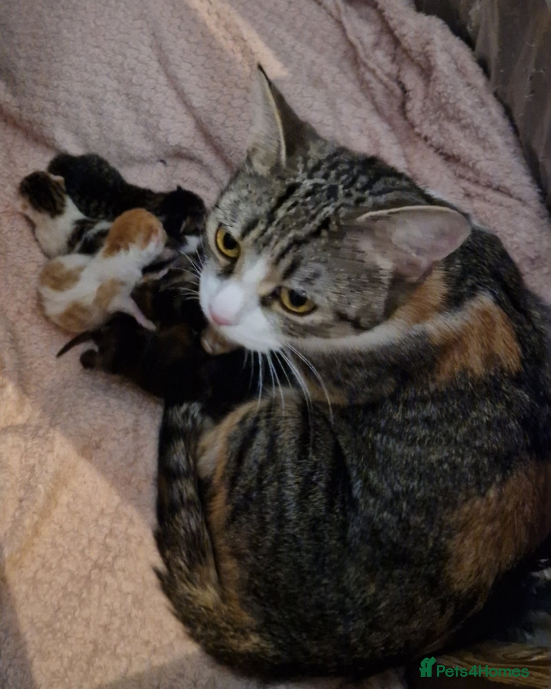 British Shorthair cats for sale: 3 Little Girl Kittens still Looking for new homes! - Image 9