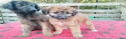Mixed Breed dogs for sale: Adorable Whippet X Poodle puppies  - Advert 4