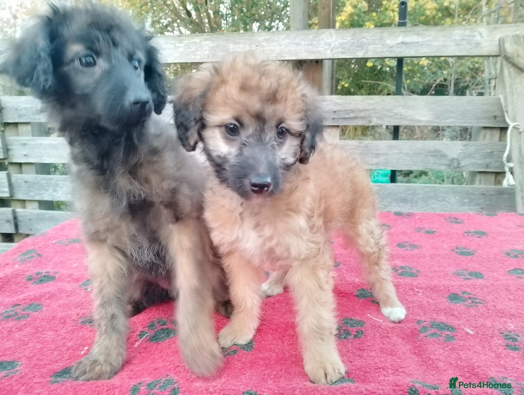 Mixed Breed dogs for sale: Adorable Whippet X Poodle puppies  - Advert 4