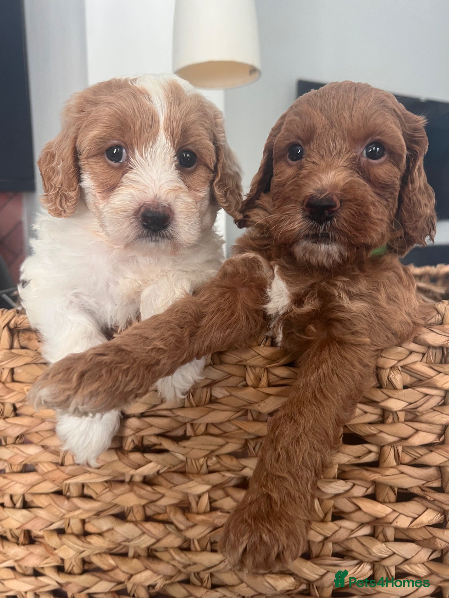 Australian Labradoodle dogs Absolutely outstanding Australian Labradoodle 🐾 - Advert 6