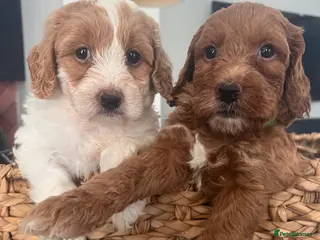 Australian Labradoodle dogs Absolutely outstanding Australian Labradoodle 🐾 - Advert 6