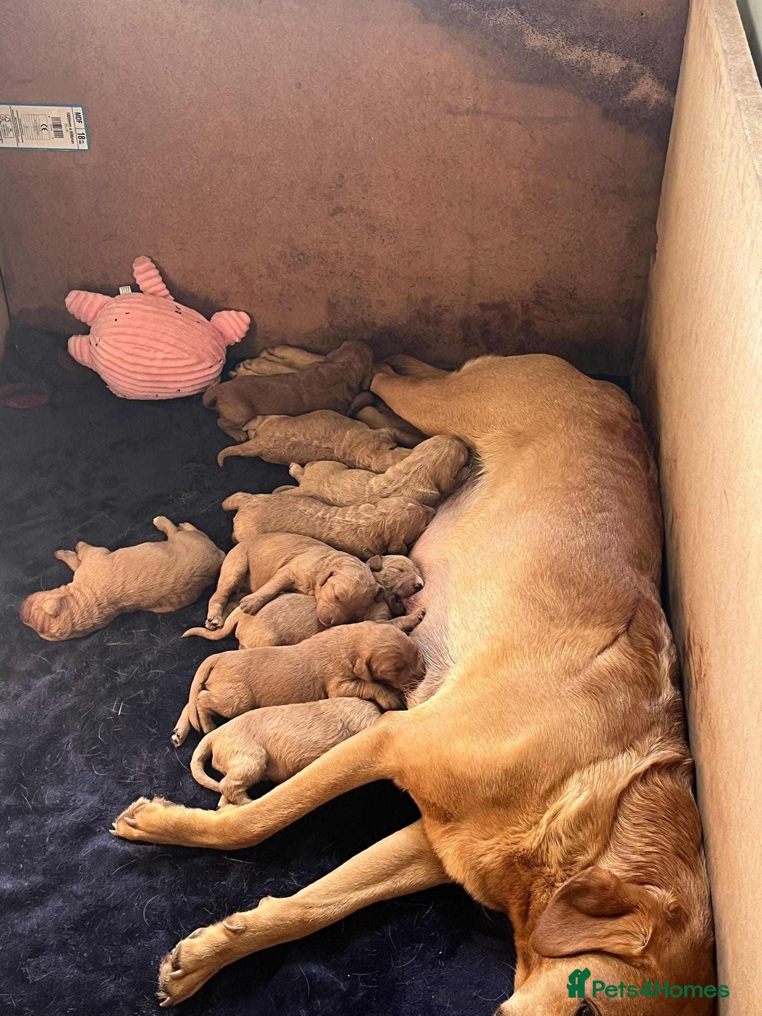 Labradoodle dogs Rare F1 Labradoodle Puppies KC Registered  - Advert 2
