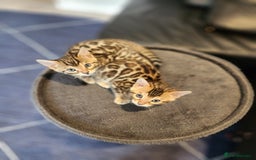 Bengal cats for sale: ✨Pure Bengal Kittens – Champion Bloodline ✨ - Image 10