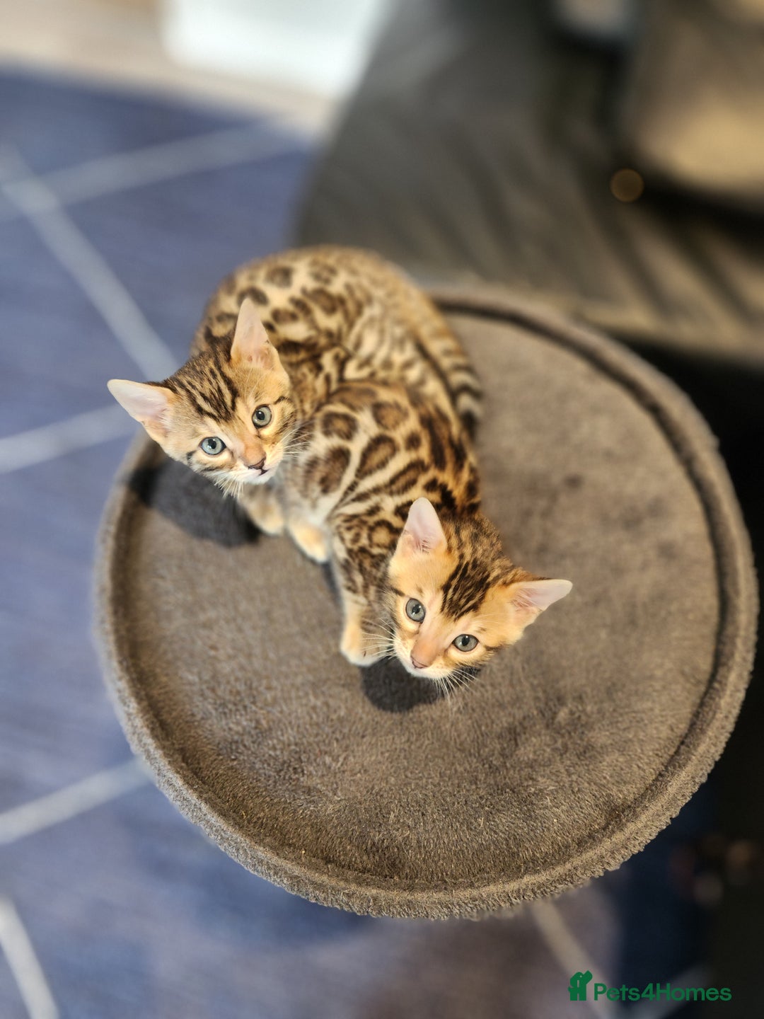 Bengal cats for sale: ✨Pure Bengal Kittens – Champion Bloodline ✨ - Image 10