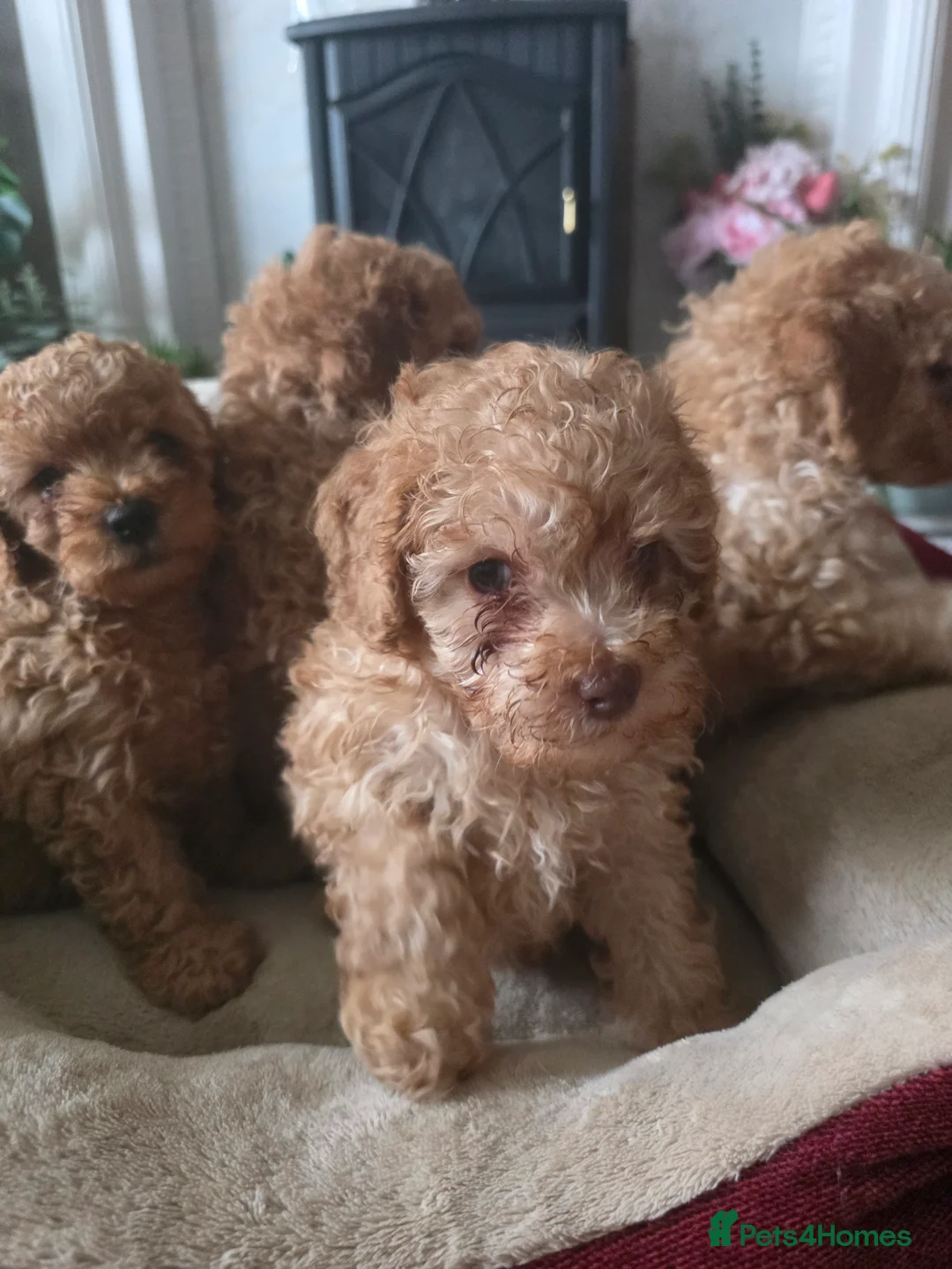 Cockapoo dogs for sale: Cream Cockapoo puppies - Advert 7