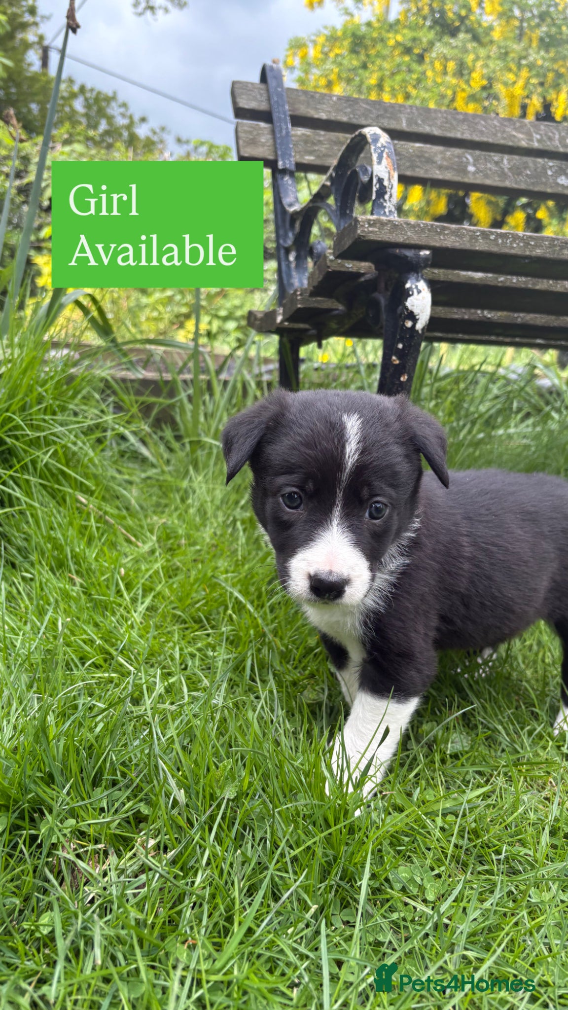 Mixed Breed dogs 3 Collie X Kelpie pups left🐶 - Advert 9