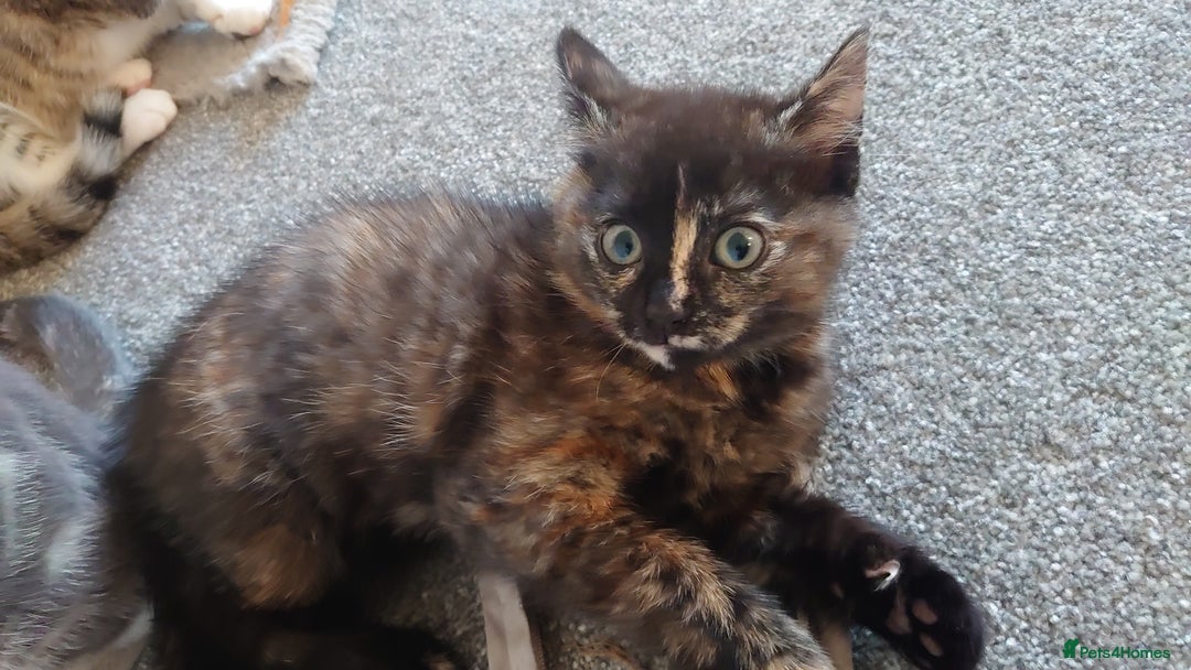 Mixed Breed cats for sale: Kittens ready now - Advert 9