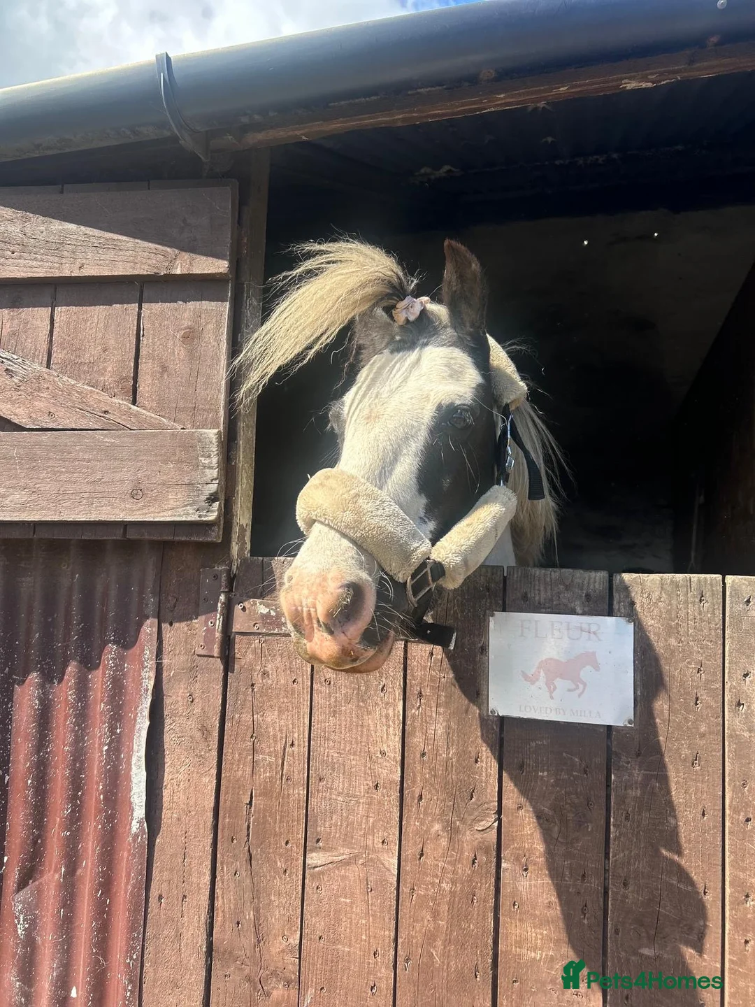 Irish Cob horses for sale: PERFECT FIRST PONY/GREAT FOR RIDING SCHOOL  in Morpeth - Advert 2