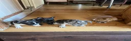 French Bulldog dogs for sale: French bulldog puppies looking for good new home  in Lancaster - Advert 36