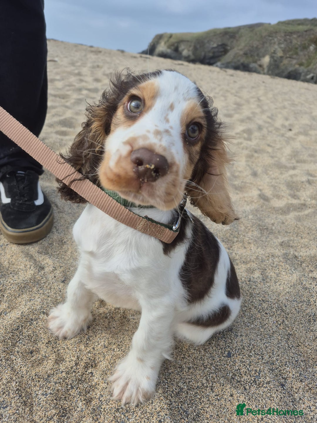 Cocker Spaniel dogs for sale: 17 week Cocker Spaniel - Advert 2