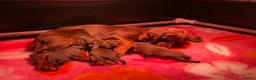 Cocker Spaniel dogs for sale: Gorgeous Chocolate Working cocker pups - Advert 2